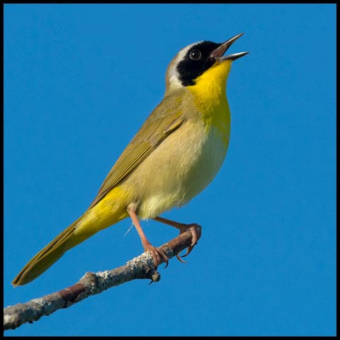 Common Yellowthroat