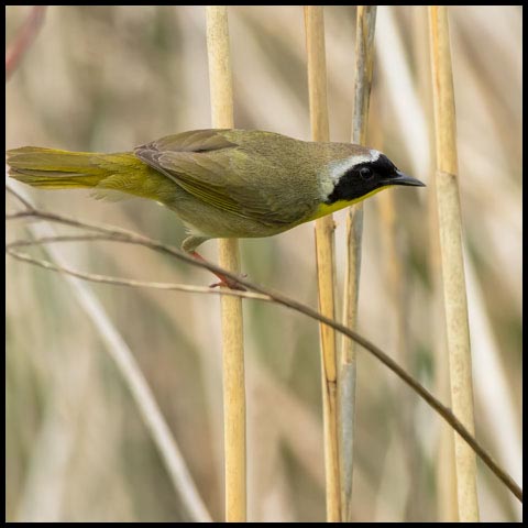 Common Yellowthroat