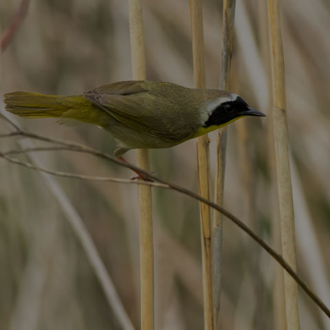 Common Yellowthroat