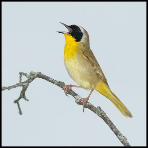 Common Yellowthroat
