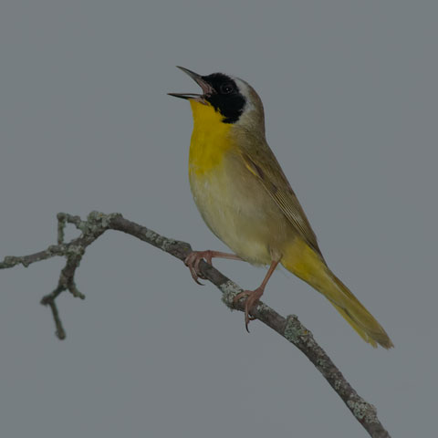 Common Yellowthroat