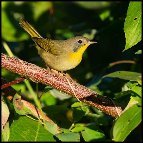 Common Yellowthroat