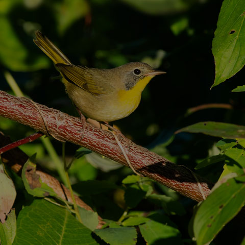 Common Yellowthroat