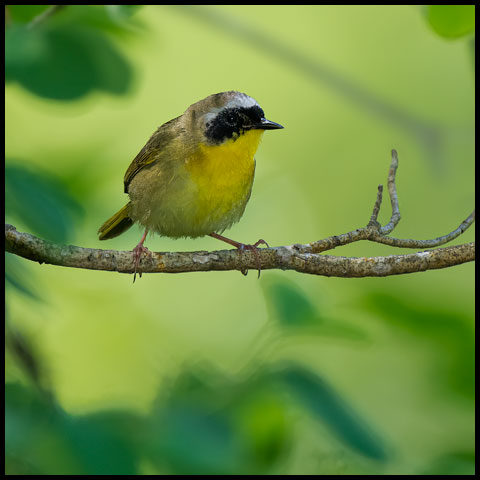 Common Yellowthroat