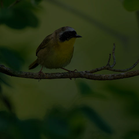 Common Yellowthroat