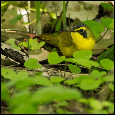 Kentucky Warbler