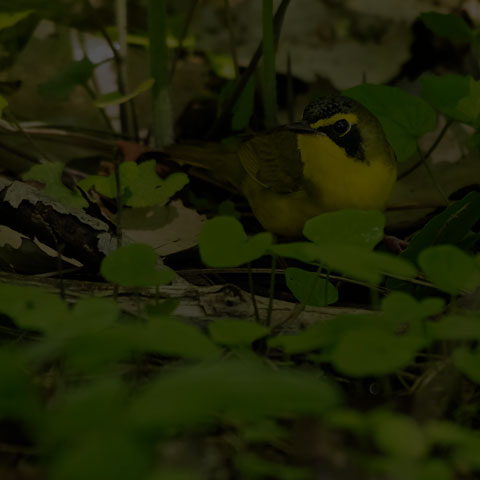 Kentucky Warbler