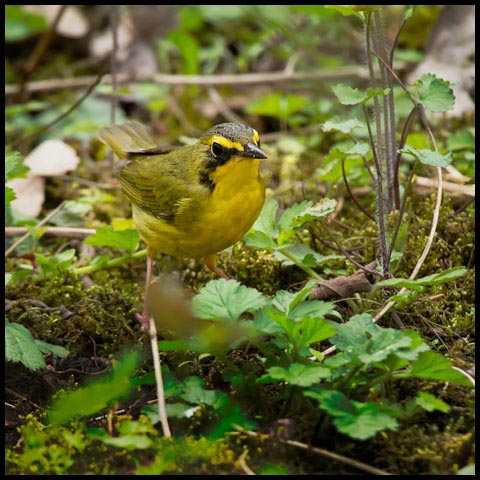 Kentucky Warbler