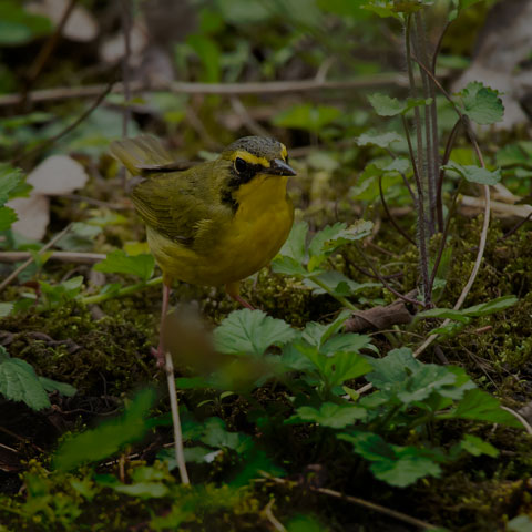 Kentucky Warbler