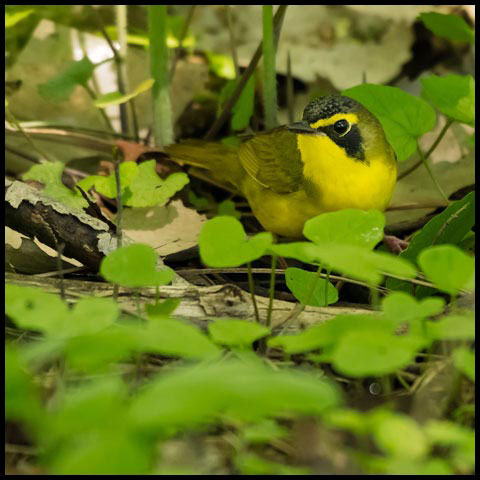 Kentucky Warbler