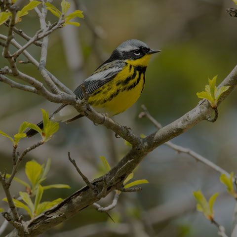 Magnolia Warbler
