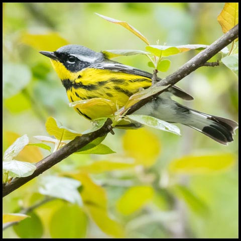 Magnolia Warbler