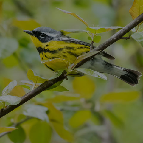Magnolia Warbler