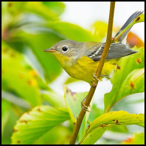 Magnolia Warbler