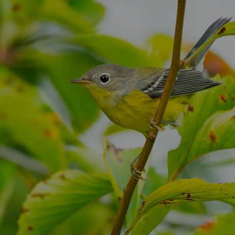 Magnolia Warbler