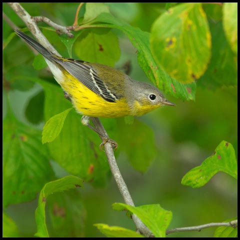 Magnolia Warbler
