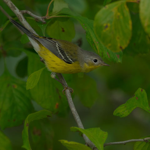 Magnolia Warbler