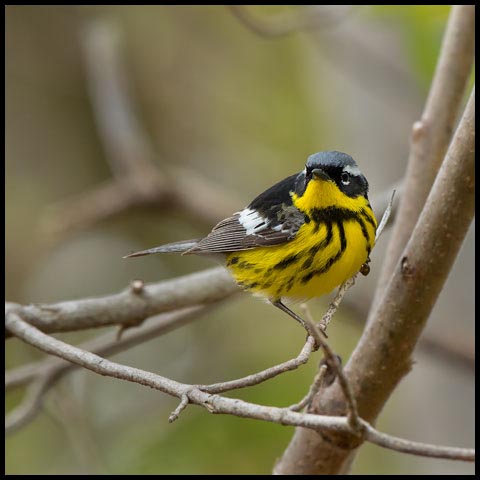 Magnolia Warbler