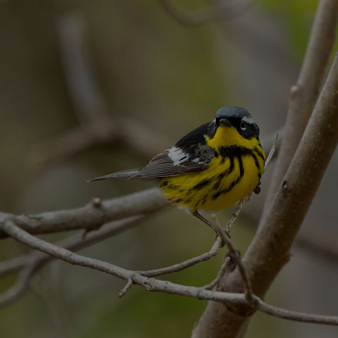 Magnolia Warbler
