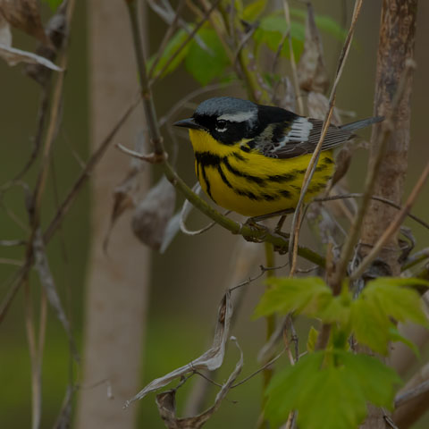 Magnolia Warbler