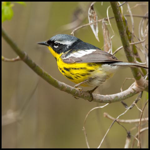 Magnolia Warbler