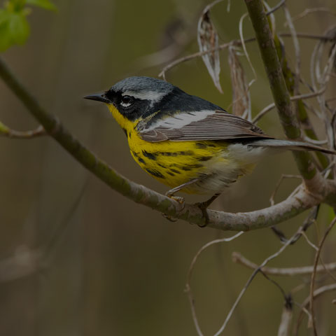 Magnolia Warbler