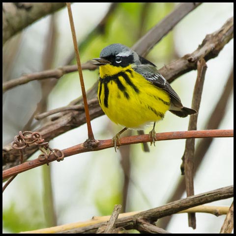 Magnolia Warbler