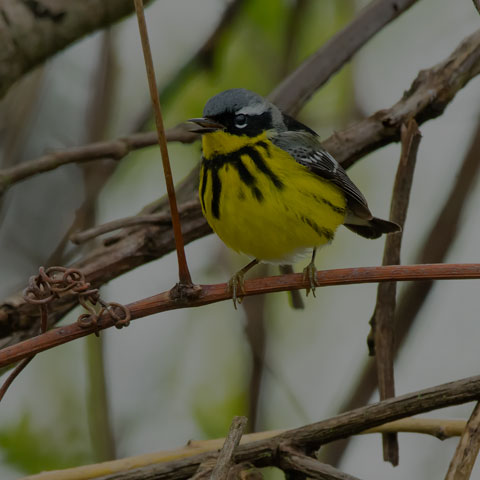 Magnolia Warbler