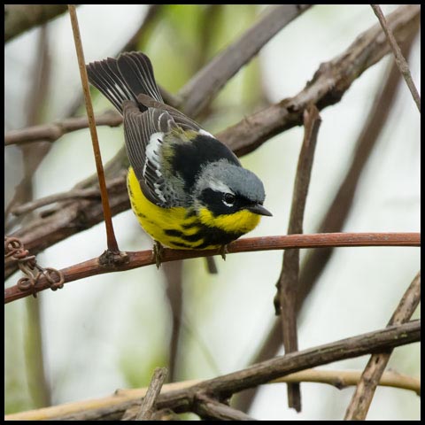 Magnolia Warbler