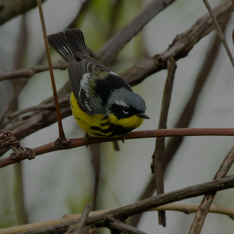 Magnolia Warbler