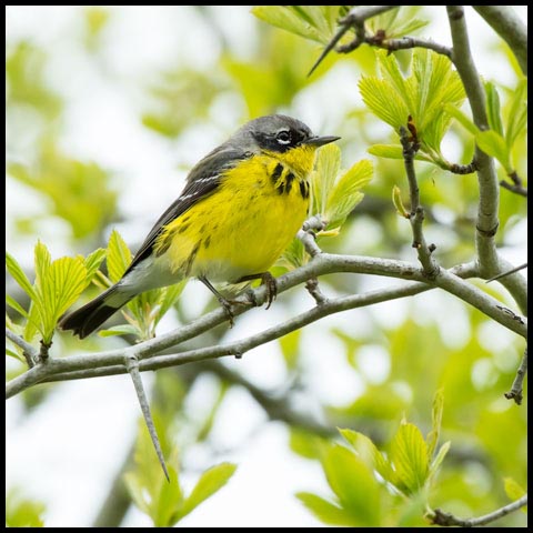 Magnolia Warbler