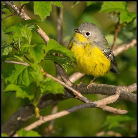 Magnolia Warbler