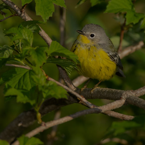 Magnolia Warbler