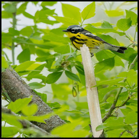 Magnolia Warbler