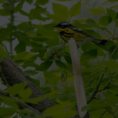Magnolia Warbler