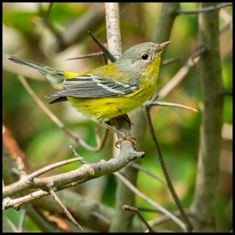 Magnolia Warbler