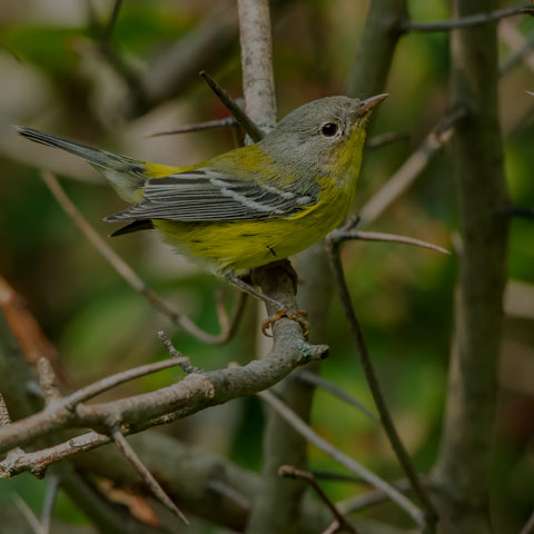 Magnolia Warbler