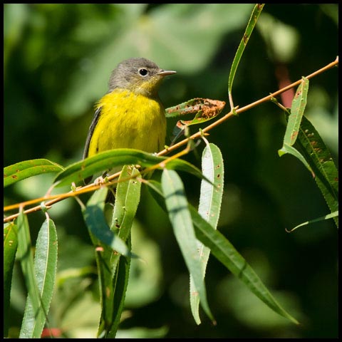 Magnolia Warbler
