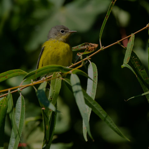 Magnolia Warbler