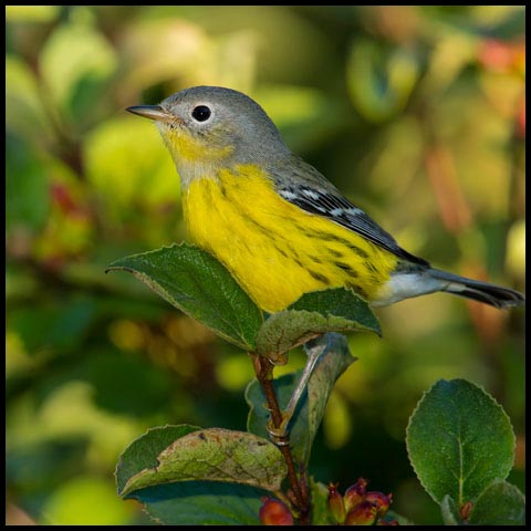Magnolia Warbler