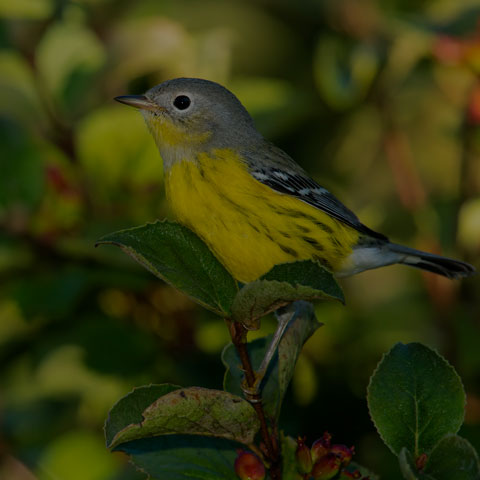 Magnolia Warbler