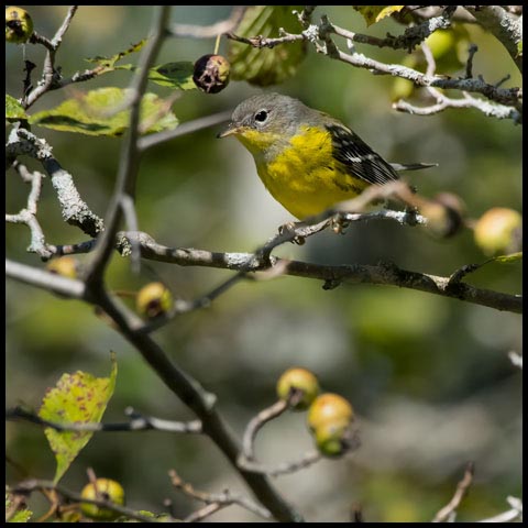 Magnolia Warbler