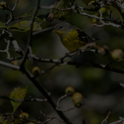 Magnolia Warbler