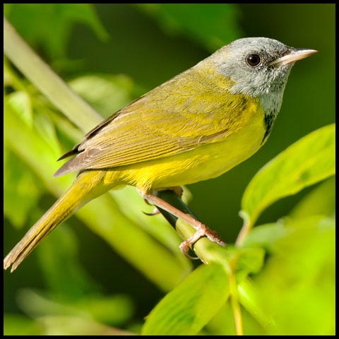 Mourning Warbler