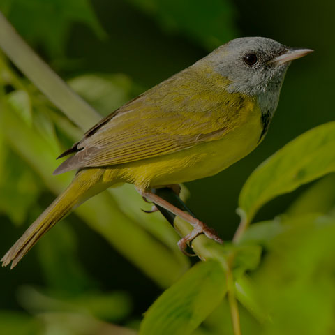 Mourning Warbler