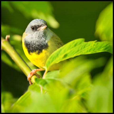 Mourning Warbler