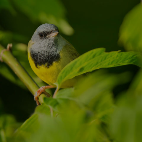 Mourning Warbler