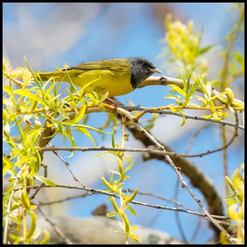 Mourning Warbler