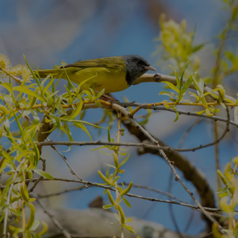 Mourning Warbler