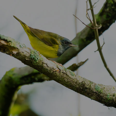 Mourning Warbler